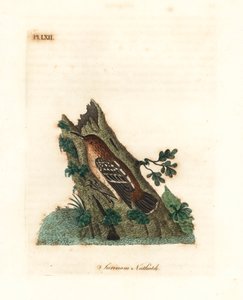 Guianischer Ameisenschlüpfer, Myrmotherula surinamensis. Handkolorierte Kupferstichzeichnung und -gravur von John Latham aus seiner eigenen A General History of Birds, Winchester von John Latham