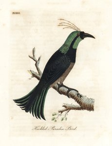 Gefranster Paradiesvogel, möglicherweise eine Hybride oder ausgestorbene Art. Handkolorierte Kupferstichzeichnung und -gravur von John Latham aus seiner eigenen A General History of Birds, Winchester