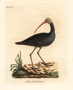 Hadada-Ibis, Bostrychia hagedash. Handkolorierte Kupferstichzeichnung und -gravur von John Latham aus seinem eigenen A General History of Birds, Winchester von John Latham