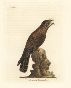 Jamaika-Potoo, Nyctibius jamaicensis. Handkolorierte Kupferstichzeichnung und -gravur von John Latham aus seinem eigenen A General History of Birds, Winchester