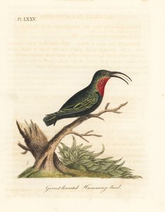 Purpurkehlkarib, Eulampis jugularis (Granatkehlkolibri, Trochilus granatinus). Handkolorierte Kupferplatte gezeichnet und graviert von John Latham aus seiner eigenen A General History of Birds, Winchester