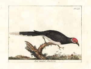 Rotgesicht-Malkoha, Phaenicophaeus pyrrhocephalus. Handkolorierte Kupferstichzeichnung und -gravur von John Latham aus seiner eigenen A General History of Birds, Winchester von John Latham