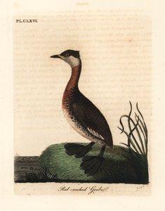 Rothalstaucher, Podiceps grisegena (Podiceps rubricollis). Handkolorierte Kupferplatte, gezeichnet und graviert von John Latham aus seiner eigenen A General History of Birds, Winchester