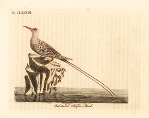 Rotschwanz-Tropikvogel, Phaethon rubricauda (Phaeton phoenicurus). Handkolorierte Kupferplatte gezeichnet und graviert von John Latham aus seiner eigenen A General History of Birds, Winchester