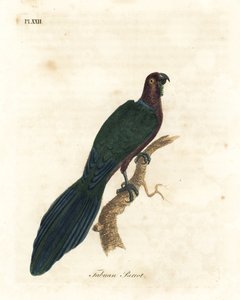 Roter Glanzpapagei, Pyrrhulopsis tabuensis. Handkolorierte Kupferstichzeichnung und -gravur von John Latham aus seinem eigenen A General History of Birds, Winchester