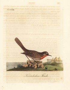 Sibirische Rubinkehlchen, Luscinia calliope (Kamtschatka-Drossel, Turdus calliope). Handkolorierte Kupferplatte gezeichnet und graviert von John Latham aus seiner eigenen 