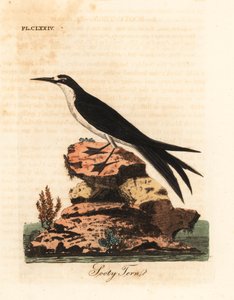 Rußseeschwalbe, Onychoprion fuscatus (Sterna fuliginosa). Handkolorierte Kupferplatte, gezeichnet und graviert von John Latham aus seiner eigenen A General History of Birds, Winchester