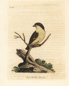Gestreifter Pardalote, Pardalotus striatus (Gestreifter Manakin, Pipra striata) von John Latham
