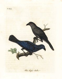 Gestreifter Star, Aplonis striata. Handkolorierte Kupferstichzeichnung und -gravur von John Latham aus seiner eigenen A General History of Birds, Winchester