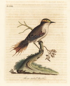 Dornschwanzstrahler, Aphrastura spinicauda. Handkolorierte Kupferstichzeichnung und -gravur von John Latham aus seinem eigenen A General History of Birds, Winchester