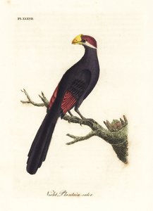 Violetter Turako oder violaceus Bananenfresser, Musophaga violacea. Handkolorierte Kupferplatte gezeichnet und graviert von John Latham aus seiner eigenen A General History of Birds, Winchester