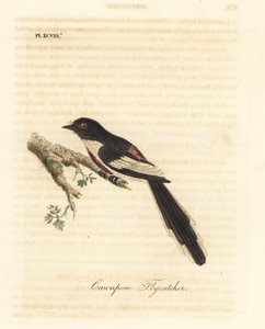 Weißbauch-Minivet, Pericrocotus erythropygius (Cawnpore-Fliegenschnäpper). Indien. Handkolorierte Kupferplatte gezeichnet und graviert von John Latham aus seiner eigenen A General History of Birds, Winchester von John Latham