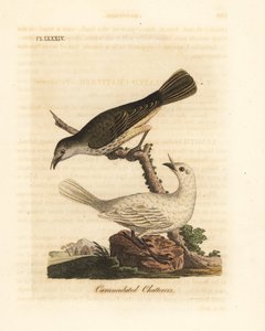 Weißer Glockenvogel, Procnias albus, männlich und weiblich (Warzenklapper, Ampelis carunculata). Handkolorierte Kupferplatte gezeichnet und graviert von John Latham aus seiner eigenen A General History of Birds, Winchester