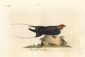 Drahtschwanz-Schwalbe, Hirundo smithii. Handkolorierte Kupferstichzeichnung und -gravur von John Latham aus seinem eigenen A General History of Birds, Winchester