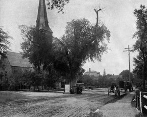 Washington Ulme in Cambridge, Massachusetts, USA, ca. 1900 von John Lawson Stoddard