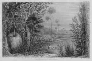 Australische Bäume und Sträucher