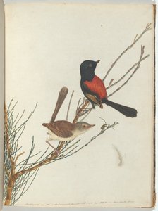 Scharlachroter und schwarzer Waldsänger von John William Lewin
