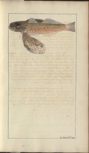 Lindsay-Zeichnungen Bd. VII von John Lindsay