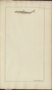 Lindsay Zeichnungen Vol. VII, 23 von John Lindsay