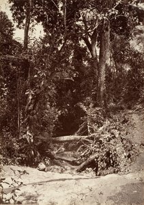 Tropische Landschaft, Der Bach El Bano, Chipigana, 1871