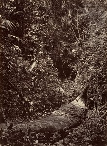 Tropische Landschaft, Tropischer Wald, 1871