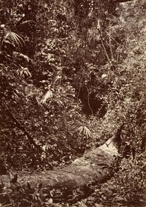Tropische Landschaft, Tropischer Wald, 1871