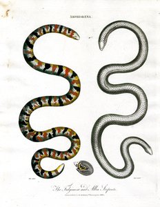 Amphisbaena: Die Fuliginosa und Alba Schlangen von John Pass