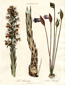Sommerwurz und Aronstab-Arten