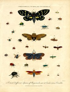 Chrysomela; Zikade und Cicindela von John Pass