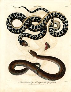 Coluber: Europäische Viper und Viper von Rhodos von John Pass