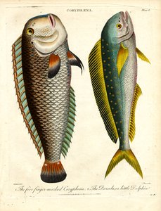 Coryphaena-Arten: Fünf Finger-markierte Coryphaena und Kleiner Delfin von John Pass