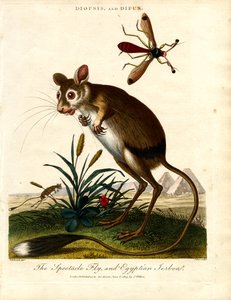 Diopsis und Dipus (Stielaugenfliege und Ägyptische Springmaus)