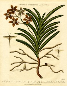 Epidendrum; Ephemera; und Erodius