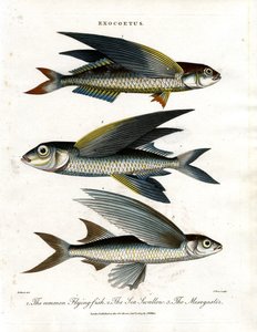 Exocoetus: Fliegender Fisch von John Pass