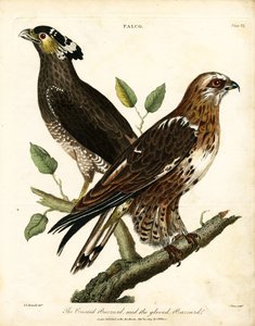 Falke: Haubenbussard und Handschuhbussard von John Pass