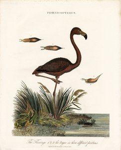Flamingo von John Pass