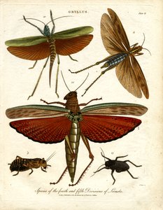 GRYLLUS: Arten der vierten und fünften Heuschreckenabteilung von John Pass