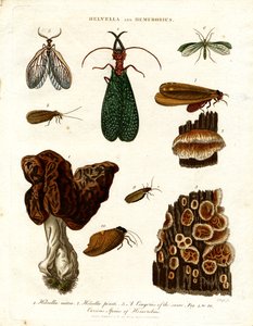 Helvella und Hemerobius von John Pass