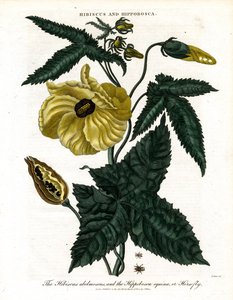 Hibiskus und Hippobosca