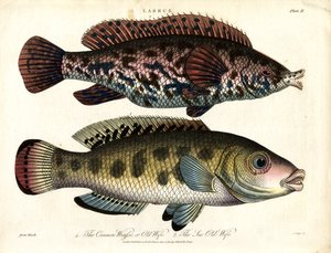 Labrus: Gemeiner Lippfisch und Meerlippfisch von John Pass