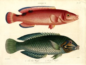 Labrus: Roter Lippfisch und Grüner Lippfisch von John Pass