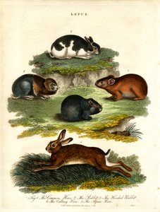 Lepus - Hasen und Nagetiere