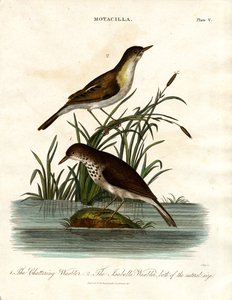 Motacilla: Schwatzender Warbler und Isabella Warbler