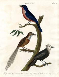 Muscicapa - Fliegenschnäpperarten