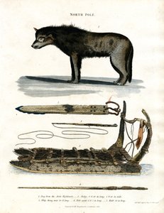 Nordpol: Arktischer Hund und Jagdausrüstung