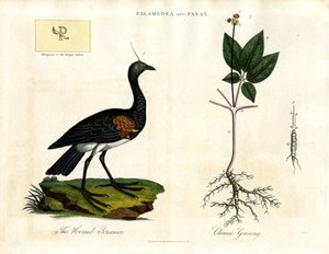 Palamedea und Panax - Hornschreier und Chinesischer Ginseng von John Pass