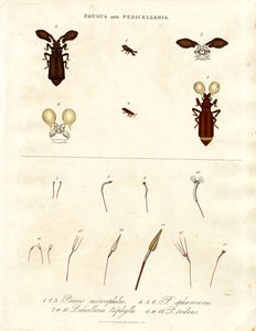 Pausus und Pedicellaria - Insektenarten von John Pass