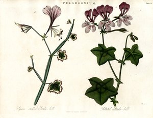 Pelargonium-Arten (Storchschnabel)