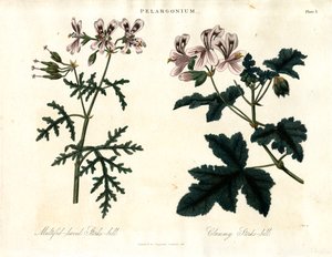 Pelargonium-Arten: Vielblättriger Storchschnabel und Klebriger Storchschnabel