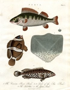 Barscharten